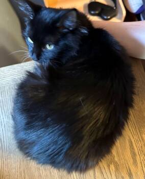 Rescue Domestic Medium Hair Cats for Adoption in Lodi, California - Winnie 2 | PetCurious