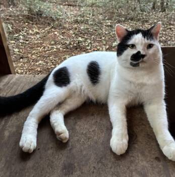 Simba -  Domestic Short Hair Cat for Adoption in Theodore, Alabama - Simba | PetCurious