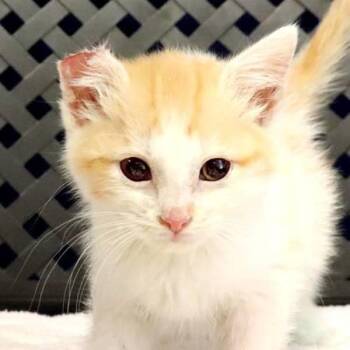 Cacey -  Domestic Short Hair Cat for Adoption in Fort Davis, Texas - Cacey | PetCurious