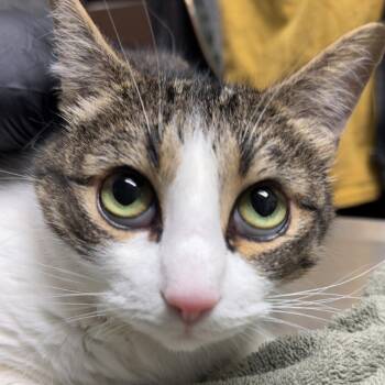 Josie -  Domestic Short Hair Cat for Adoption in Lakewood, Colorado - Josie | PetCurious