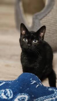 Marshall -  Domestic Short Hair Cat for Adoption - Marshall | PetCurious