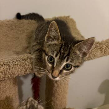 Nibbles -  Domestic Short Hair Cat for Adoption in Sunrise, Florida - Nibbles | PetCurious