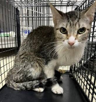 CRYSTAL -  Domestic Short Hair Cat for Adoption in Killeen, Texas - CRYSTAL | PetCurious
