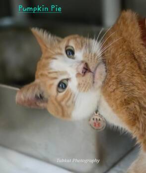 Rescue Domestic Short Hair Cats for Adoption in Cambridge, Maryland - Pumpkin Pie | PetCurious