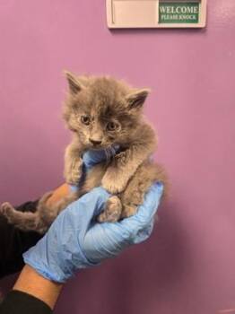 Domestic Medium Hair Cats Available for Adoption in El Paso, Texas - 60830767 | PetCurious