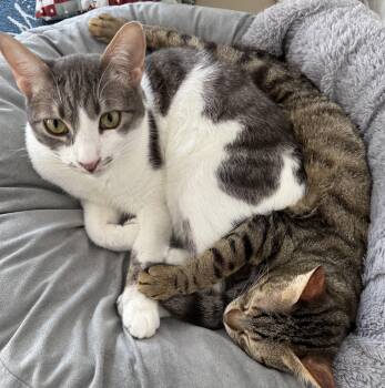 Zuko -  Egyptian Mau Cat for Adoption in Brampton, Ontario - Zuko | PetCurious