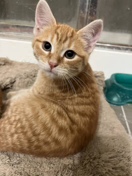 Rescue Domestic Short Hair Cats for Adoption in Broomfield, Colorado - PEANUT | PetCurious