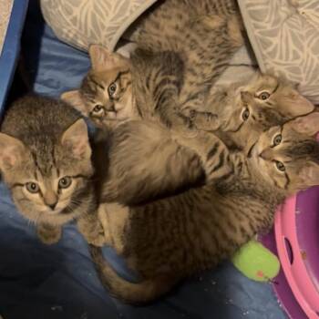 Domestic Medium Hair Cats Available for Adoption - Cookie | PetCurious