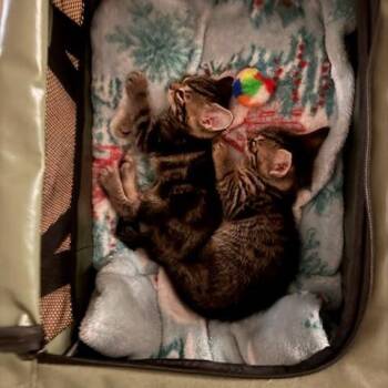 Cookie -  Domestic Short Hair Cat for Adoption in East Hanover, New Jersey - Cookie | PetCurious