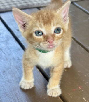 Rescue Tabby and Domestic Short Hair Cats for Adoption in Garner, North Carolina - Drake | PetCurious