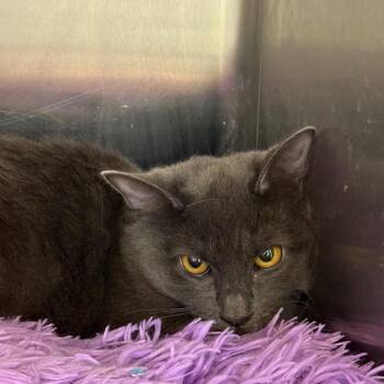 Anna -  Domestic Medium Hair Cat for Adoption in Hagerstown, Maryland - Anna | PetCurious