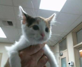 TAWANDA -  Domestic Short Hair Cat Available for Adoption in Sacramento, California - TAWANDA | PetCurious