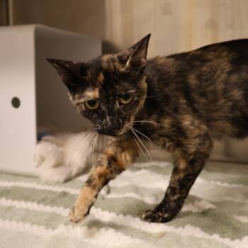Peep -  Domestic Short Hair Cat for Adoption in Briarcliff Manor, New York - Peep | PetCurious