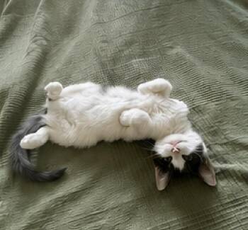 Rosie Posie -  Domestic Short Hair Cat for Adoption in Dallas, Texas - Rosie Posie | PetCurious