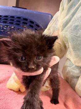 Campbell -  Domestic Medium Hair Cat for Adoption in Fort Collins, Colorado - Campbell | PetCurious