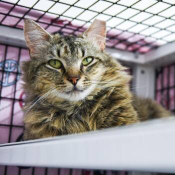 Mojave -  Domestic Short Hair Cat for Adoption in Trenton, New Jersey - Mojave | PetCurious