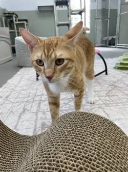 DODGEBALL -  Domestic Short Hair Cat for Adoption in Geneva, Illinois - DODGEBALL | PetCurious