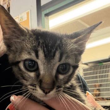 Pebble -  Domestic Short Hair Cat for Adoption in Lake Jackson, Texas - Pebble | PetCurious