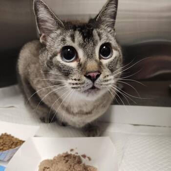 Maxie -  Domestic Short Hair Cat for Adoption in Tampa, Florida - Maxie | PetCurious