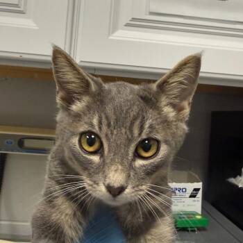Aiden -  Domestic Short Hair Cat for Adoption in Greenville, South Carolina - Aiden | PetCurious