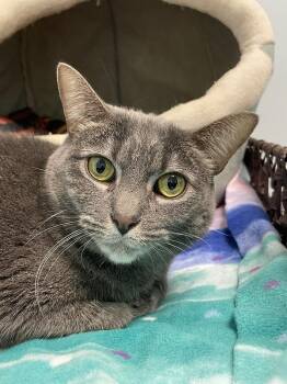 Domestic Short Hair Cats Available for Adoption - Biscuits & Gravy | PetCurious