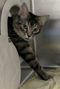 Domestic Short Hair Cats Available for Adoption - HERMOINE | PetCurious