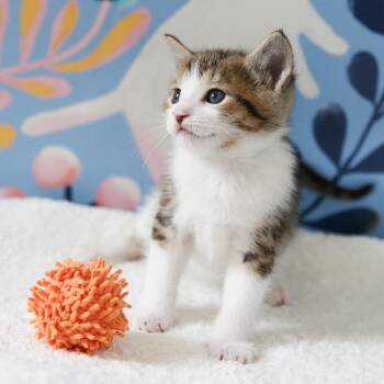 Napoleon Dynamite -  Domestic Short Hair Cat Available for Adoption in Keizer, Oregon - Napoleon Dynamite | PetCurious