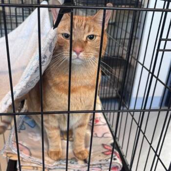 Roy Rogers -  Domestic Short Hair Cat for Adoption in Huntington, West Virginia - Roy Rogers | PetCurious