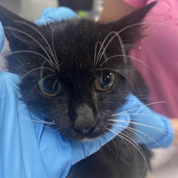 River -  Domestic Medium Hair Cat for Adoption in Summerville, South Carolina - River | PetCurious