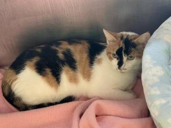FROYOLANDA -  Domestic Short Hair Cat for Adoption in Boston, Massachusetts - FROYOLANDA | PetCurious