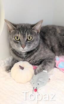 Rescue Dilute Tortoiseshell Cats for Adoption in Flint, Michigan - Topaz | PetCurious