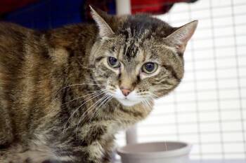 Domestic Short Hair Cats Available for Adoption - Misha | PetCurious