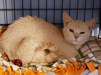 Rescue Domestic Short Hair Cats for Adoption in Sherwood, Oregon - Honey K | PetCurious