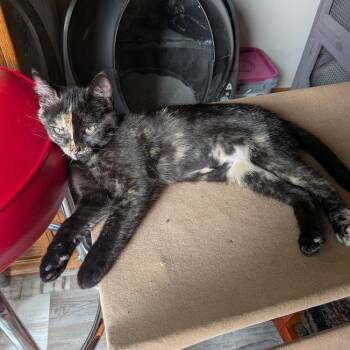 Tortie -  Domestic Short Hair Cat for Adoption in Sioux Falls, South Dakota - Tortie | PetCurious
