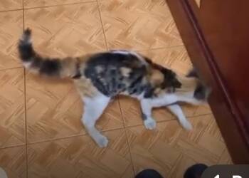 Rescue Calico Cats for Adoption in Brampton, Ontario - Jalya | PetCurious