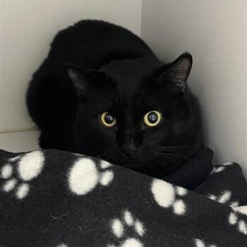 Domestic Short Hair Cats Available for Adoption - Miles | PetCurious