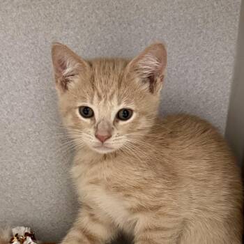 Tabby and Domestic Short Hair Cats Available for Adoption in Red Bluff, California - *Bear | PetCurious
