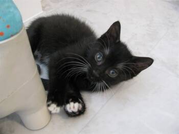 Rescue Domestic Short Hair Cats for Adoption in Aurora, Colorado - PICKLE | PetCurious