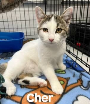 Rescue American Shorthair Cats for Adoption in Quincy, Michigan - Cher | PetCurious
