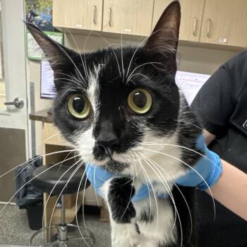 Panna Cotta -  Domestic Short Hair Cat for Adoption in Lakeland, Florida - Panna Cotta | PetCurious