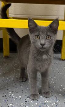 Frannie -  Domestic Short Hair Cat for Adoption in Yankton, South Dakota - Frannie | PetCurious