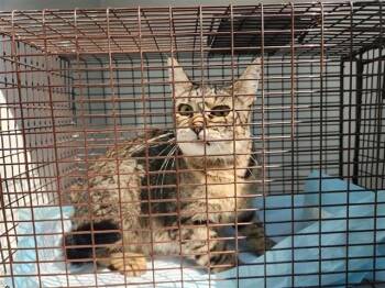 A662251 -  Domestic Short Hair Cat for Adoption in Houston, Texas - A662251 | PetCurious