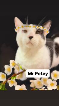 Domestic Short Hair Cats Available for Adoption in Walnut Creek, California - Mr Petey At Martinez Pet Food Express  May 2nd | PetCurious