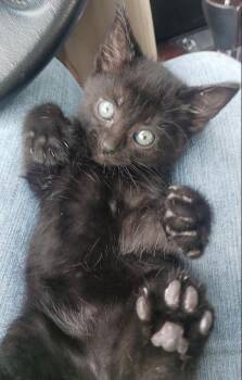 Ruckus -  Domestic Short Hair Cat for Adoption in Rossville, Georgia - Ruckus | PetCurious