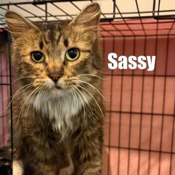 Sassy -  Domestic Long Hair Cat for Adoption in Washington, District Of Columbia - Sassy | PetCurious
