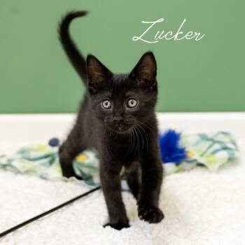 Zucker -  Domestic Short Hair Cat Available for Adoption in Pekin, Illinois - Zucker | PetCurious