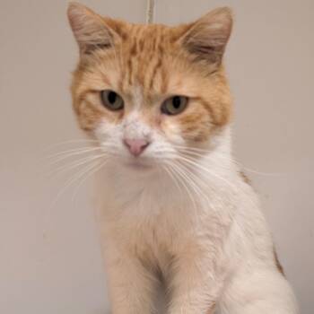Domestic Short Hair Cats Available for Adoption in Chino Hills, California - Andy - City Of Industry Location | PetCurious