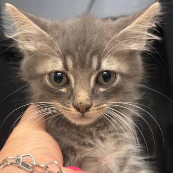 Noah -  Domestic Medium Hair Cat for Adoption in Lake Jackson, Texas - Noah | PetCurious