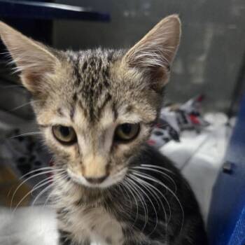 Domestic Short Hair Cats Available for Adoption in Los Angeles, California - Jelly | PetCurious