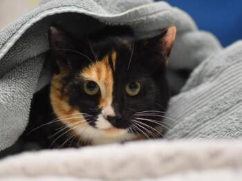 Bugnes -  Domestic Short Hair Cat for Adoption in Portland, Oregon - Bugnes | PetCurious